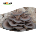 Premium quality nutrious dried  Grey Oyster Mushroom